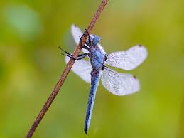 Attēlu rezultāti vaicājumam “Orthetrum brunneum”
