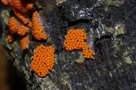 Attēlu rezultāti vaicājumam “Hemitrichia decipiens”