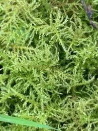 Attēlu rezultāti vaicājumam “Eurhynchium praelongum”