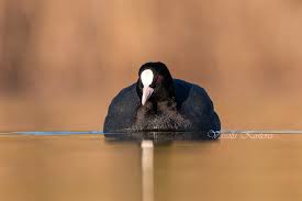 Attēlu rezultāti vaicājumam “Fulica atra”