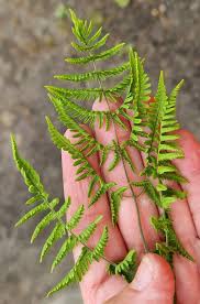 Attēlu rezultāti vaicājumam “Gymnocarpium robertianum”