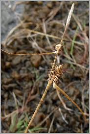 Attēlu rezultāti vaicājumam “Carex lepidocarpa leaf”