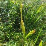 Attēlu rezultāti vaicājumam “Liparis loeselii fruit”