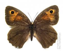 Attēlu rezultāti vaicājumam “Maniola jurtina”