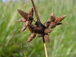 Attēlu rezultāti vaicājumam “Bolboschoenus maritimus”