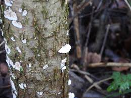 Attēlu rezultāti vaicājumam “Cylindrobasidium evolvens”