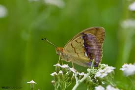 Attēlu rezultāti vaicājumam “Argynnis laodice underside”