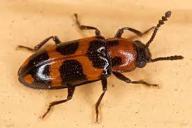 Attēlu rezultāti vaicājumam “Erotylidae”