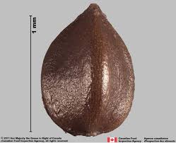 Attēlu rezultāti vaicājumam “Rumex acetosa fruit”