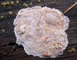 Attēlu rezultāti vaicājumam “Skeletocutis carneogrisea”