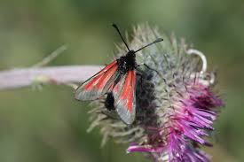 Attēlu rezultāti vaicājumam “Zygaena sp.”