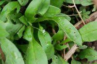 Attēlu rezultāti vaicājumam “Myosotis sparsiflora”