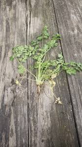 Attēlu rezultāti vaicājumam “Selinum carvifolia fruit”