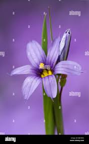 Attēlu rezultāti vaicājumam “Sisyrinchium montanum”