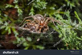 Attēlu rezultāti vaicājumam “Agelena labyrinthica”