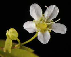 Attēlu rezultāti vaicājumam “Moehringia lateriflora flower”