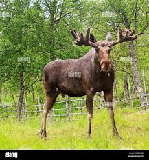 Attēlu rezultāti vaicājumam “Alces alces”