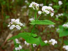 Attēlu rezultāti vaicājumam “Fagopyrum esculentum”