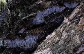 Attēlu rezultāti vaicājumam “Gloiodon strigosus”