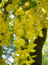 Attēlu rezultāti vaicājumam “Laburnum anagyroides flower”