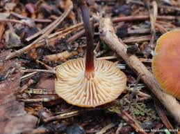 Attēlu rezultāti vaicājumam “Xeromphalina campanella”