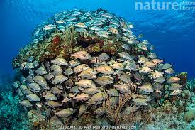 Image result for Haemulon carbonarium