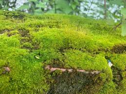 Attēlu rezultāti vaicājumam “Barbula”