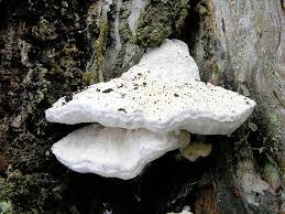 Attēlu rezultāti vaicājumam “Postia stiptica”