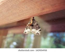 Attēlu rezultāti vaicājumam “Eulithis prunata”