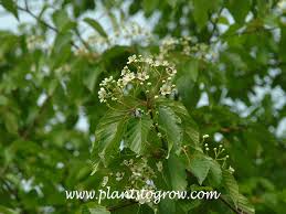 Attēlu rezultāti vaicājumam “Sorbus alnifolia”