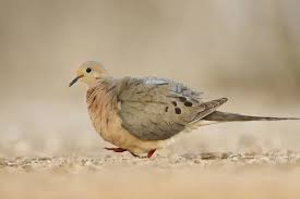 Image result for Zenaida macroura