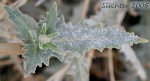 Image result for blazing vantoms