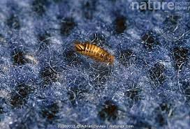 Attēlu rezultāti vaicājumam “Anthrenus verbasci”