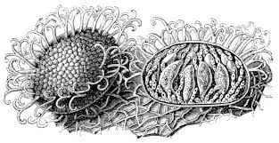 Attēlu rezultāti vaicājumam “Sawadaea tulasnei”