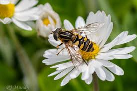 Attēlu rezultāti vaicājumam “Helophilus sp.”