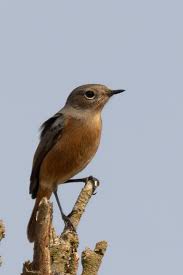 Image result for Phoenicurus moussieri