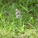 Attēlu rezultāti vaicājumam “Cephalanthera rubra leaf”