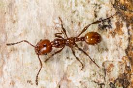 Attēlu rezultāti vaicājumam “Formicidae”