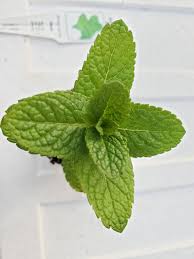 Attēlu rezultāti vaicājumam “Mentha spicata”
