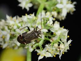 Attēlu rezultāti vaicājumam “Polymerus palustris”