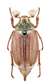 Attēlu rezultāti vaicājumam “Melolontha hippocastani”