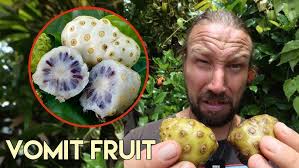 Attēlu rezultāti vaicājumam “Odontites vulgaris fruit”