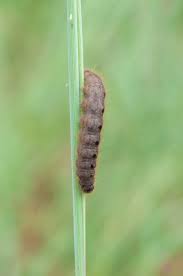 Attēlu rezultāti vaicājumam “Conistra rubiginea”