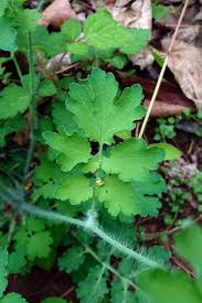 Attēlu rezultāti vaicājumam “Chelidonium majus leaf”