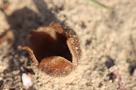 Attēlu rezultāti vaicājumam “Peziza ammophila”