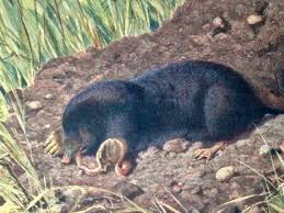 Attēlu rezultāti vaicājumam “Talpa europaea”