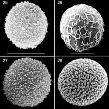 Attēlu rezultāti vaicājumam “Didymium megalosporum spores”