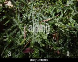 Attēlu rezultāti vaicājumam “Porella cordaeana”