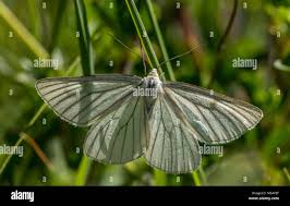 Attēlu rezultāti vaicājumam “Siona lineata”