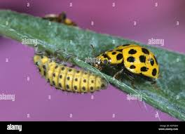 Attēlu rezultāti vaicājumam “Psyllobora vigintiduopunctata larva”